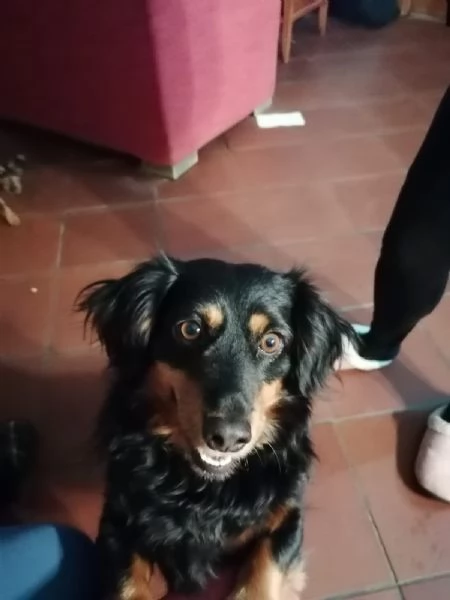 Adozione 2 cani piccola taglia  | Foto 3