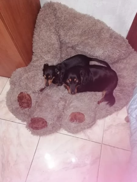 Adozione 2 cani piccola taglia  | Foto 2