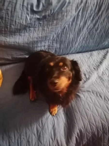 Adozione 2 cani piccola taglia  | Foto 1