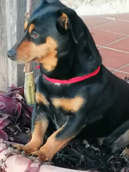 Adozione 2 cani piccola taglia  | Foto 0