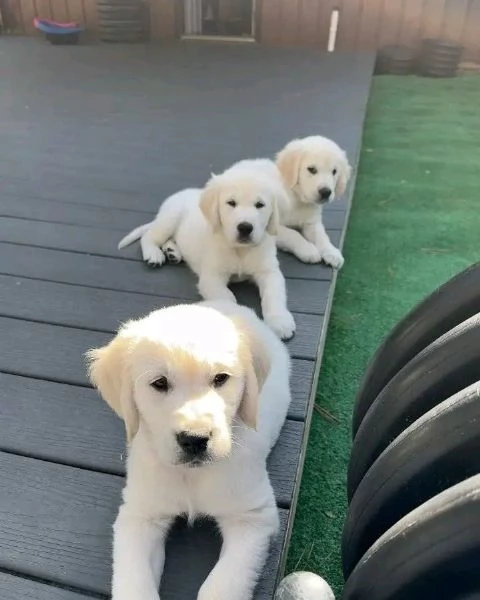 Cuccioli di Golden Retriever Maschio e Femmina | Foto 0