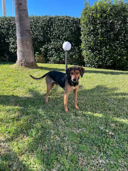 Appello per lAdozione Un Amico Dolcissimo Cerca Casa