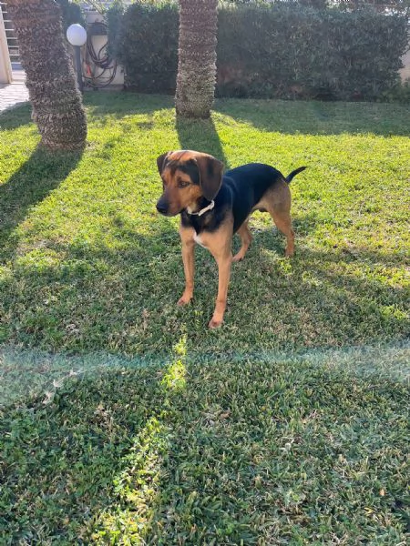 Appello per lAdozione Un Amico Dolcissimo Cerca Casa | Foto 2