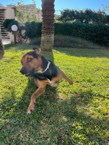 Appello per lAdozione Un Amico Dolcissimo Cerca Casa | Foto 1