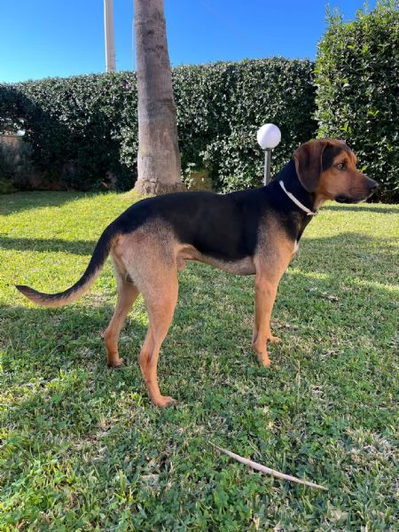 Appello per lAdozione Un Amico Dolcissimo Cerca Casa | Foto 0