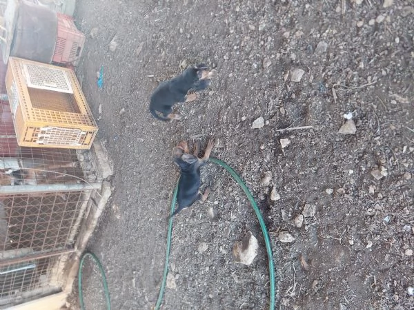 Segugio Italiano  | Foto 1