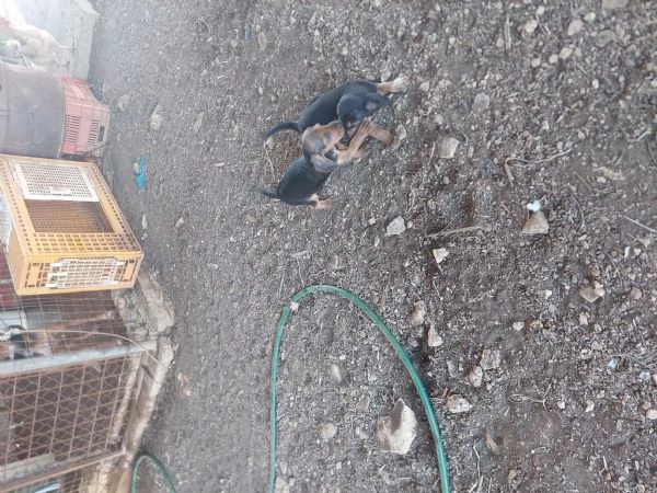 Segugio Italiano  | Foto 0