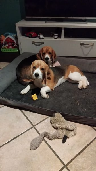 cuccioli beagle | Foto 1
