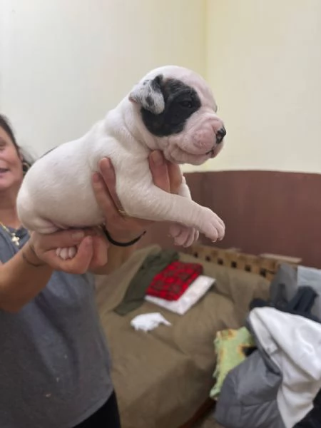 cuccioli bulldog americani  | Foto 4