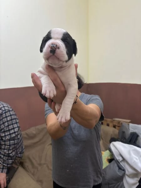 cuccioli bulldog americani  | Foto 2