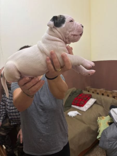 cuccioli bulldog americani  | Foto 1