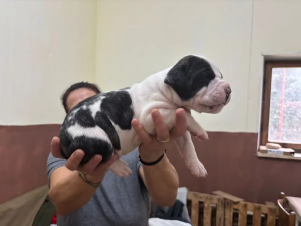 cuccioli bulldog americani  | Foto 0