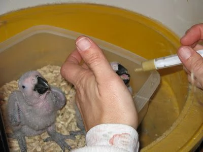 Loros Grises Africanos parlantes y huevos | Foto 2