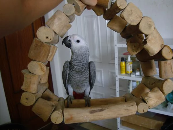 Pappagalli cenerini documentati disponibili  | Foto 0