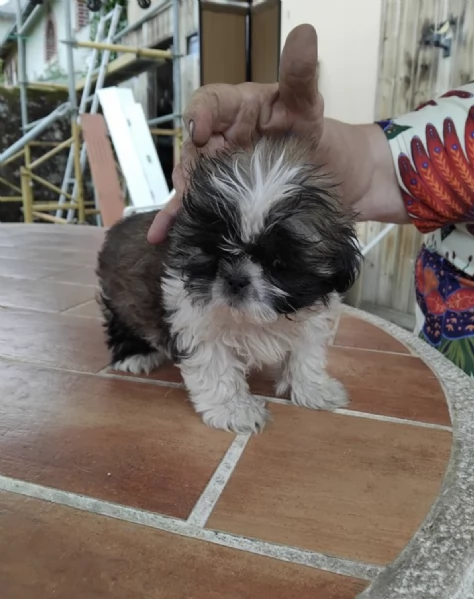   REGALO SHIHTZU  TOY
