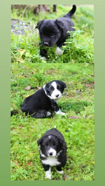 Cuccioli di Border Collie  | Foto 0