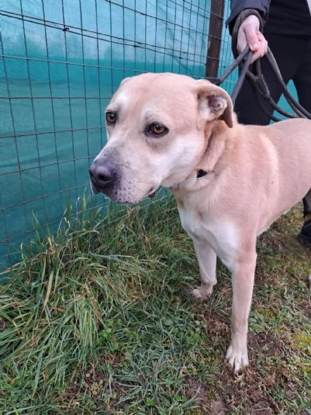 Affido CON URGENZA | Foto 5