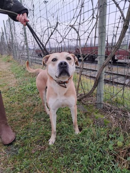 Affido CON URGENZA | Foto 1