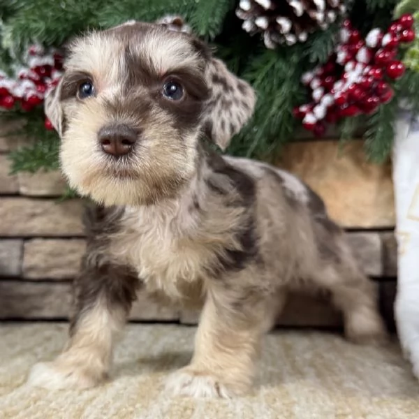 cucciolo di schnauzer in regalo | Foto 2