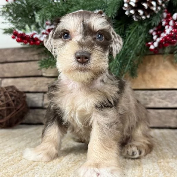 cucciolo di schnauzer in regalo | Foto 0