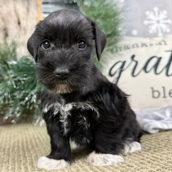cucciolo di schnauzer in regalo | Foto 2