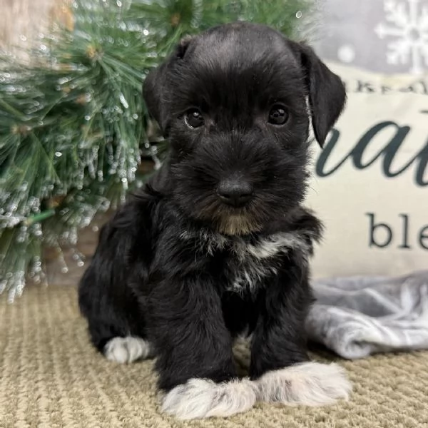 cucciolo di schnauzer in regalo | Foto 1