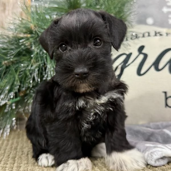 cucciolo di schnauzer in regalo | Foto 0