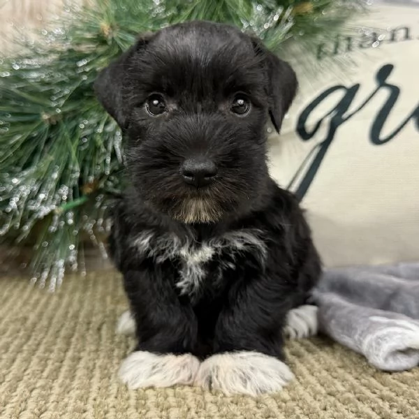 cucciolo di schnauzer in regalo