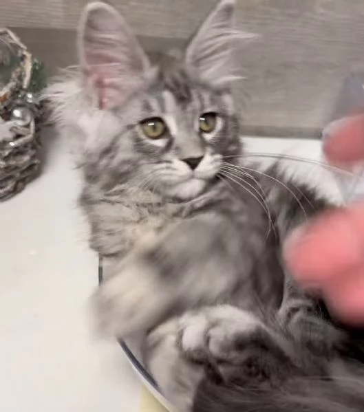 Regalo per un amante dei Maine Coon | Foto 3