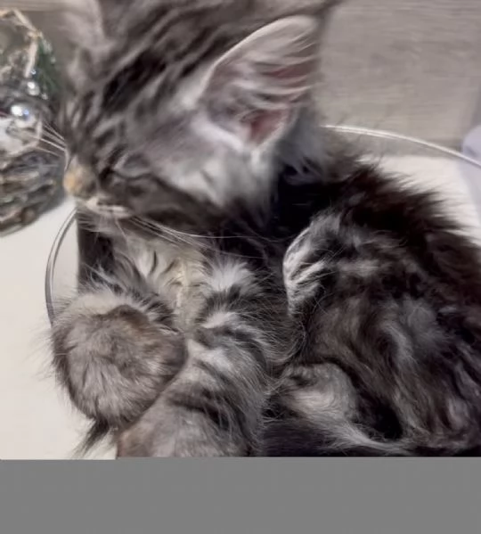 Regalo per un amante dei Maine Coon | Foto 2