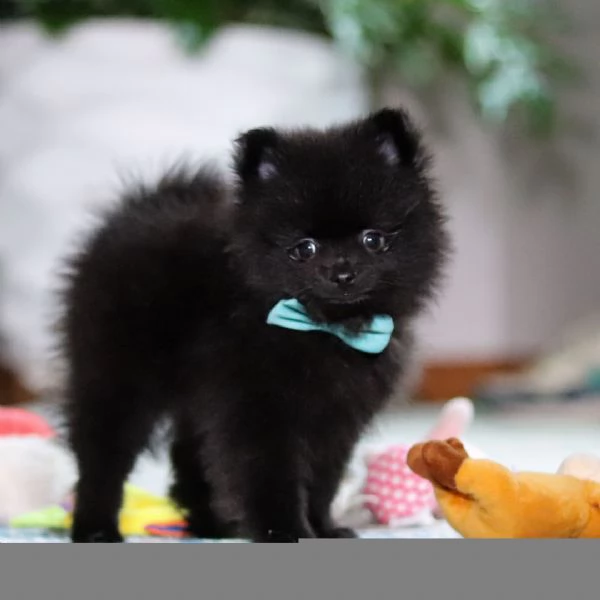 regalare questo adorabile cucciolo a una famiglia fortunata | Foto 1