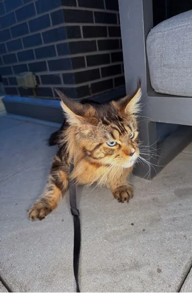 Regalo per un amante dei Maine Coon
