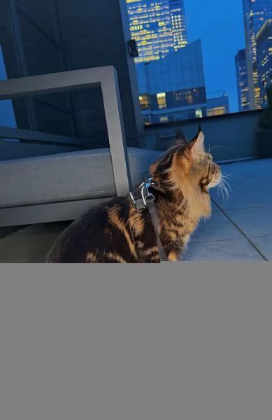 Regalo per un amante dei Maine Coon | Foto 2