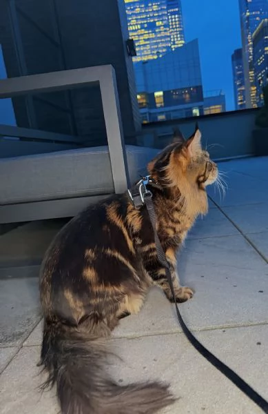 Regalo per un amante dei Maine Coon | Foto 1