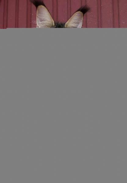 Regalo per un amante dei Maine Coon