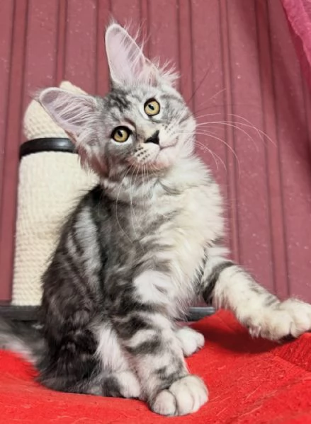 Regalo per un amante dei Maine Coon | Foto 4