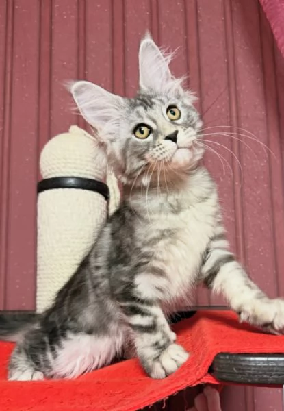 Regalo per un amante dei Maine Coon | Foto 3