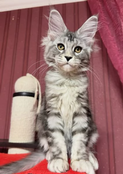 Regalo per un amante dei Maine Coon | Foto 2