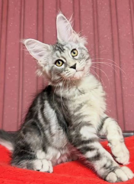 Regalo per un amante dei Maine Coon | Foto 1