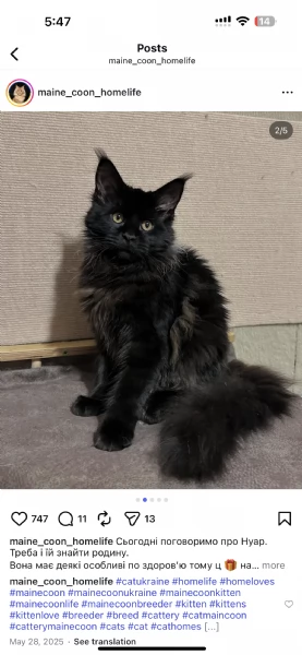 Regalo per un amante dei Maine Coon | Foto 2