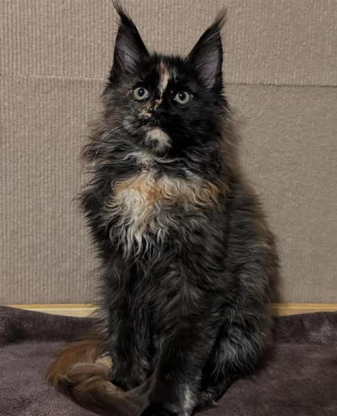 Regalo per un amante dei Maine Coon | Foto 1
