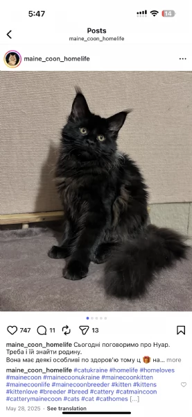 Regalo per un amante dei Maine Coon | Foto 0