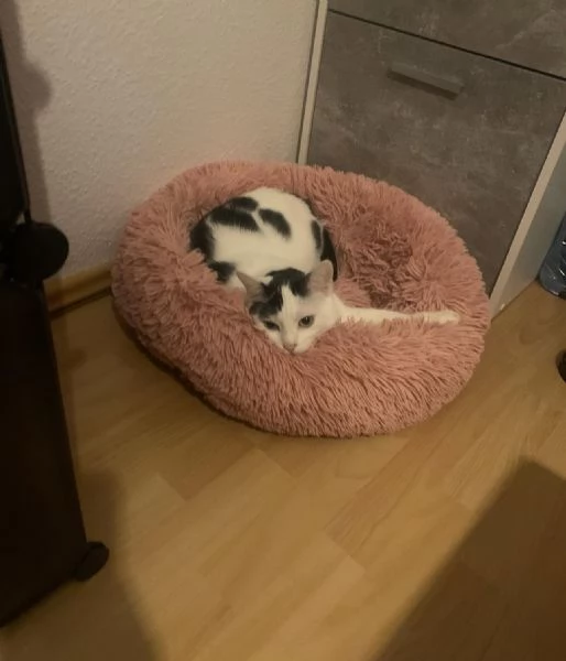 offrire un gatto europeo a pelo corto come regalo a una famiglia fortunata | Foto 5