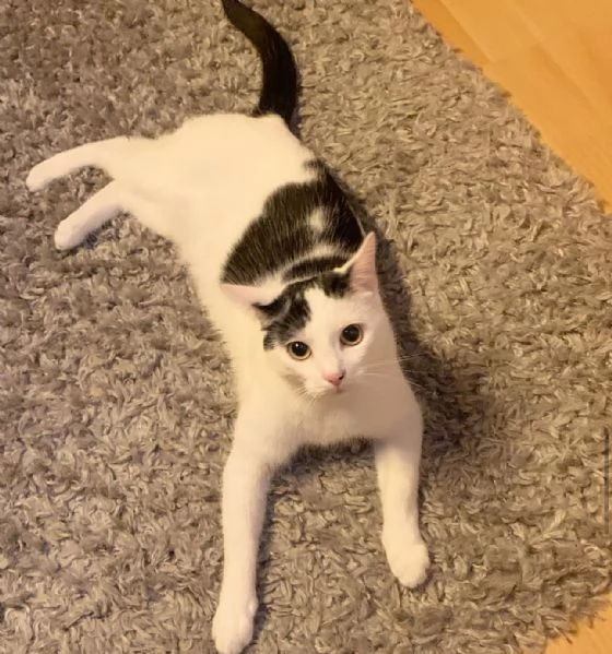 offrire un gatto europeo a pelo corto come regalo a una famiglia fortunata | Foto 4