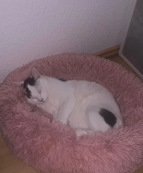 offrire un gatto europeo a pelo corto come regalo a una famiglia fortunata | Foto 3