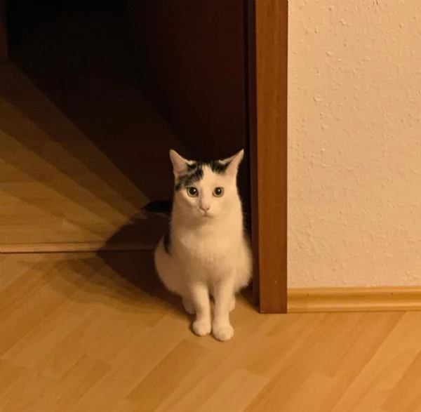 offrire un gatto europeo a pelo corto come regalo a una famiglia fortunata