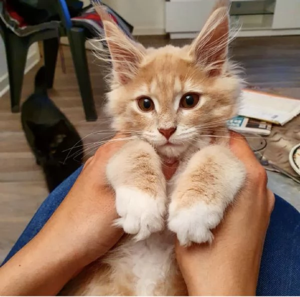 Regalo per un amante dei Maine Coon