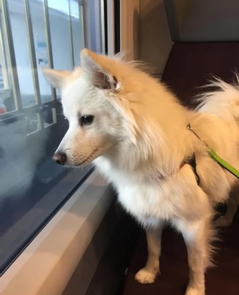 regalando questo fantastico cucciolo di volpino | Foto 0