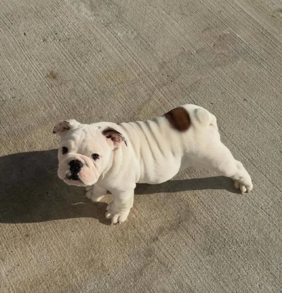 regalare un bulldog inglese | Foto 3