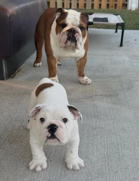 regalare un bulldog inglese | Foto 1